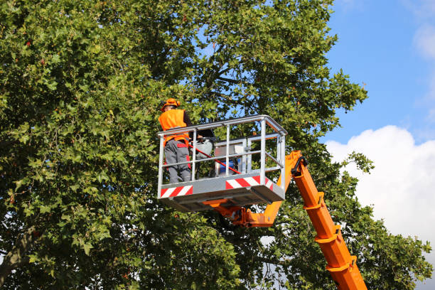Leaf Removal in Douglass, KS